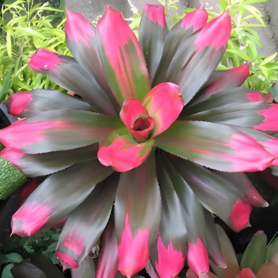 Jenis-Jenis Tanaman Hias Penutup Tanah