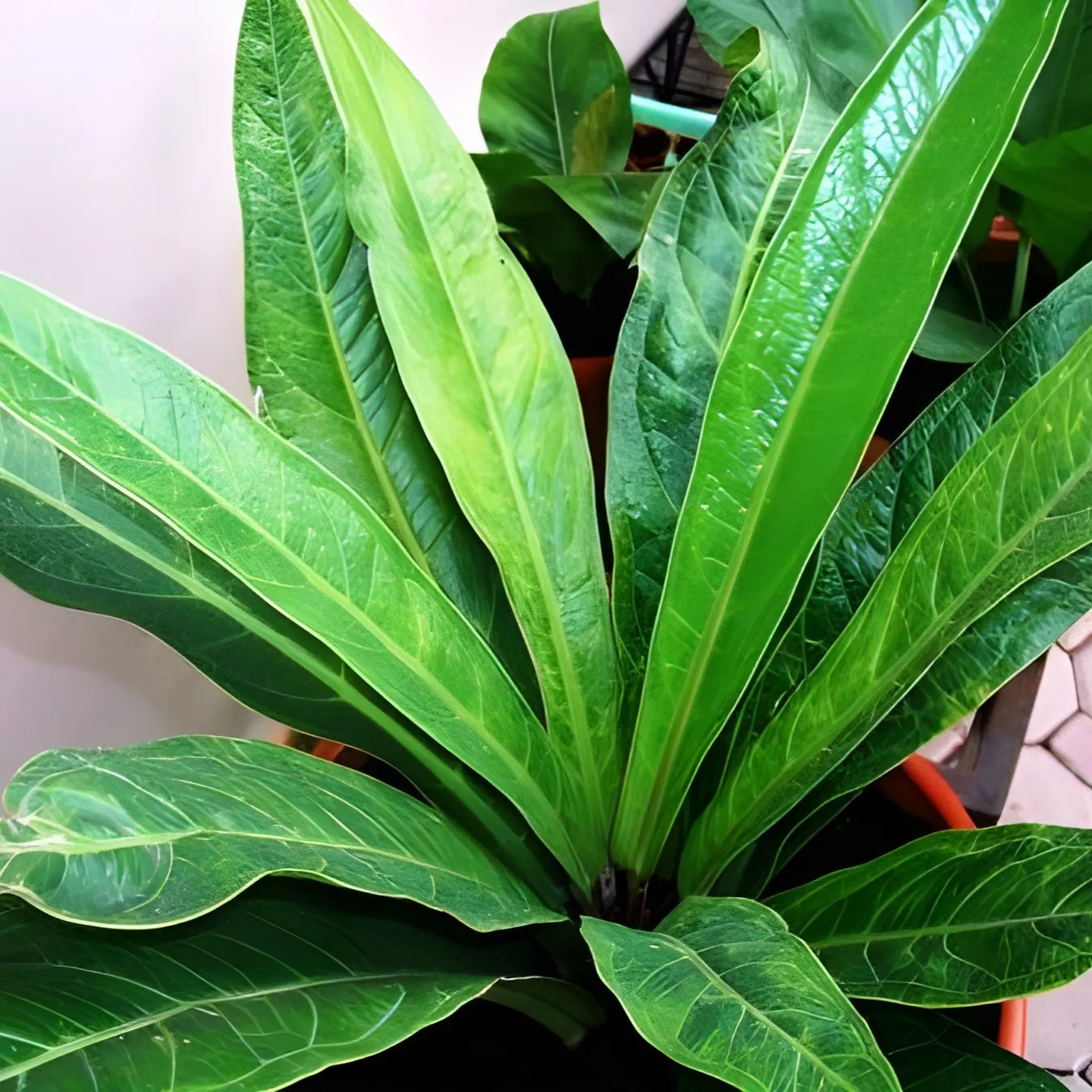 Jenis-Jenis Tanaman Hias Penutup Tanah