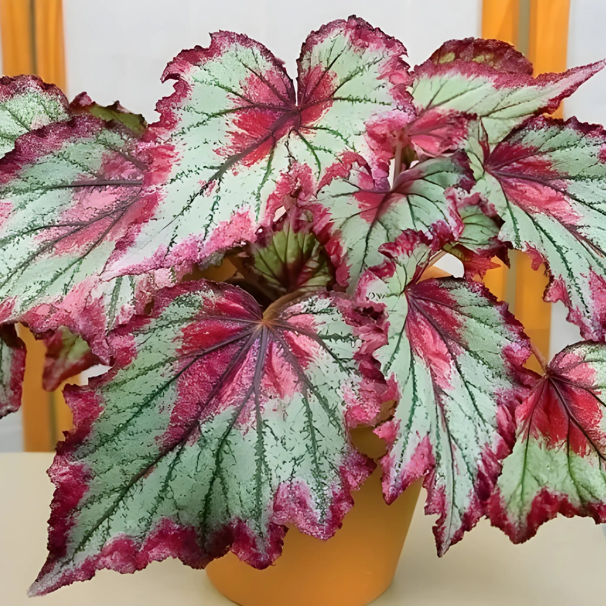 Jenis-Jenis Tanaman Hias Penutup Tanah