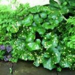 Farfugium japonicum