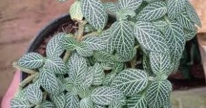 Fittonia verschafeltii