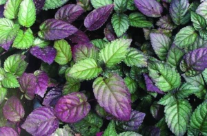 Hemigraphis alternata exotica