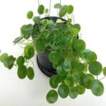Hydrocotyle javanica