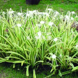 Hymenocallis littoralis variegata