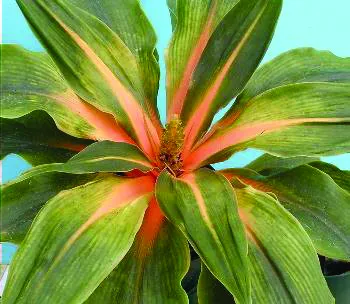 Jenis-Jenis Tanaman Hias Penutup Tanah