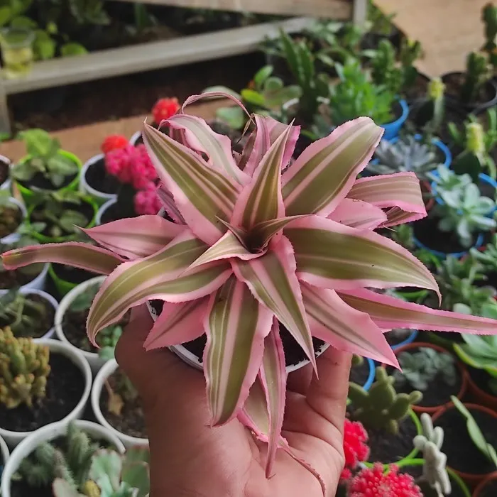 Jenis-Jenis Tanaman Hias Penutup Tanah