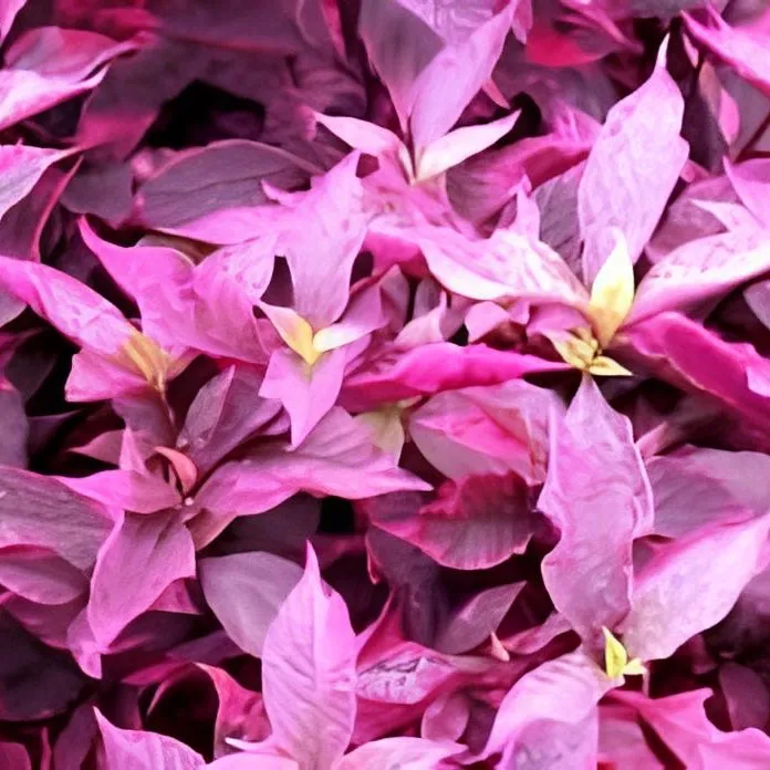 Jenis-Jenis Tanaman Hias Penutup Tanah