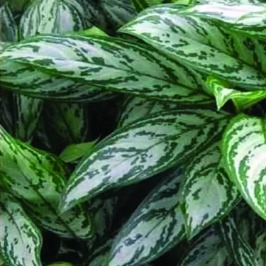 Jenis-Jenis Tanaman Hias Penutup Tanah