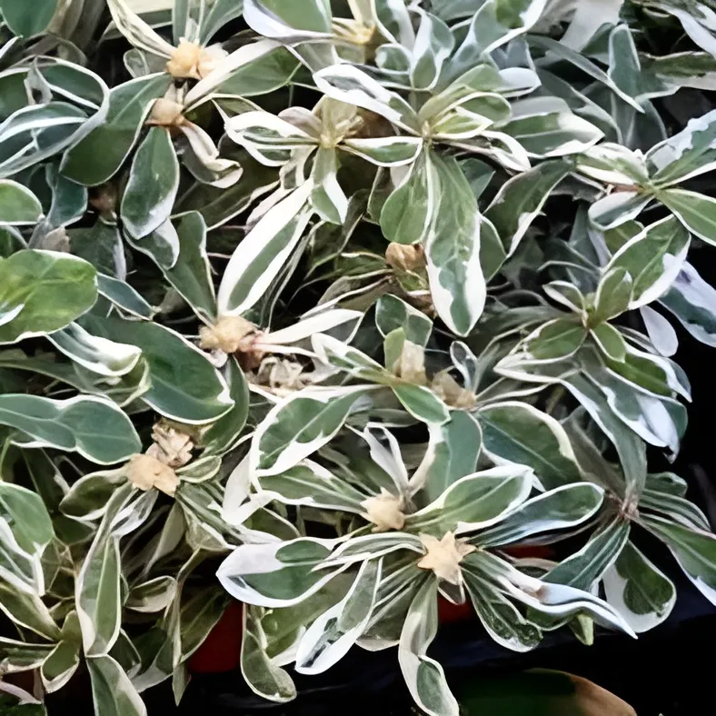 Jenis-Jenis Tanaman Hias Penutup Tanah