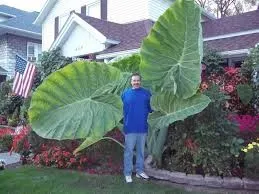 Jenis-Jenis Tanaman Hias Tipe Semak