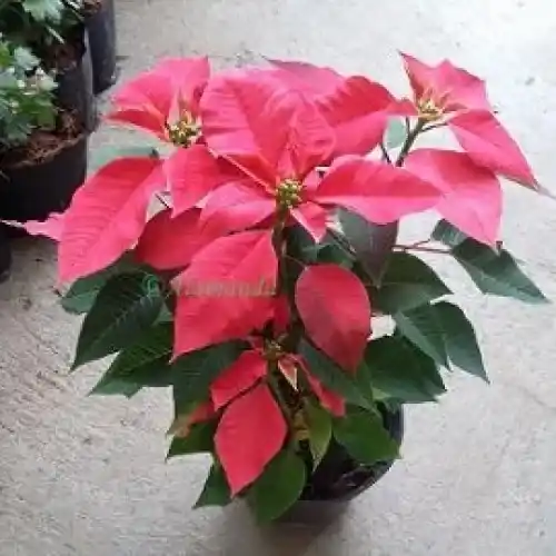 Jenis-Jenis Tanaman Hias Tipe Semak