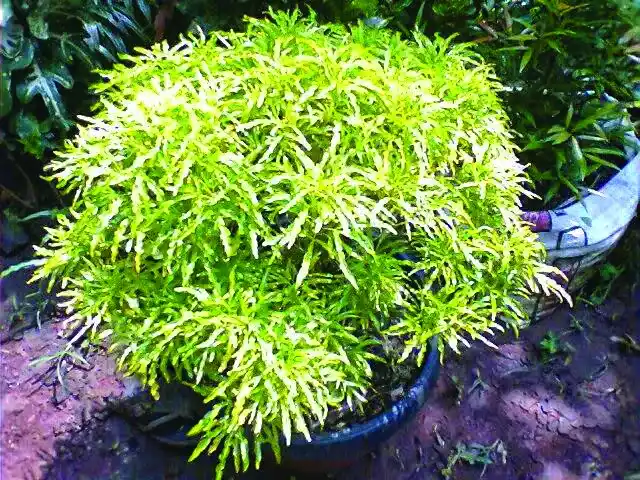 Jenis-Jenis Tanaman Hias Tipe Semak