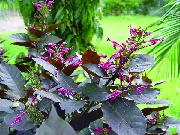 Jenis-Jenis Tanaman Hias Tipe Semak