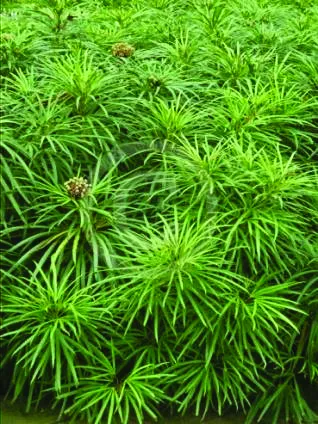 Jenis-Jenis Tanaman Hias Tipe Semak