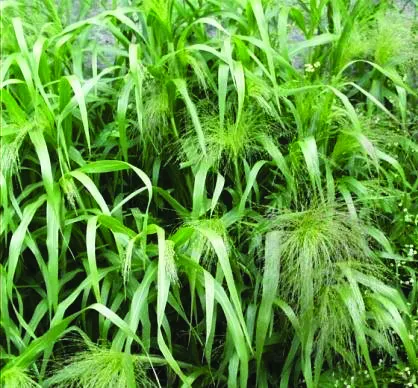 Jenis-Jenis Tanaman Hias Tipe Semak