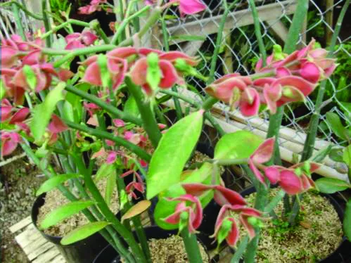 Jenis-Jenis Tanaman Hias Tipe Semak