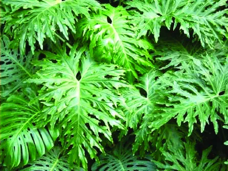 Jenis-Jenis Tanaman Hias Tipe Semak