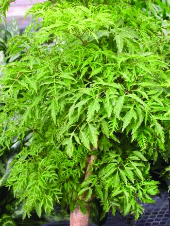 Jenis-Jenis Tanaman Hias Tipe Semak