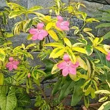 Jenis-Jenis Tanaman Hias Tipe Semak