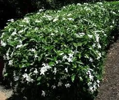 Jenis-Jenis Tanaman Hias Tipe Semak