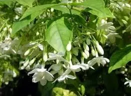 Jenis-Jenis Tanaman Hias Tipe Semak