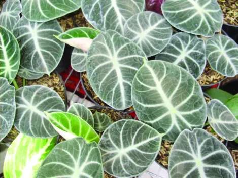 Jenis-Jenis Tanaman Hias Tipe Semak