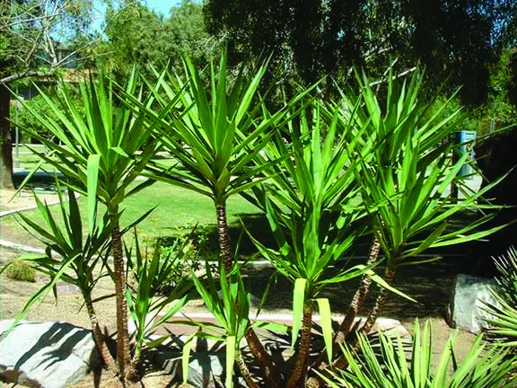 Jenis-Jenis Tanaman Hias Tipe Semak