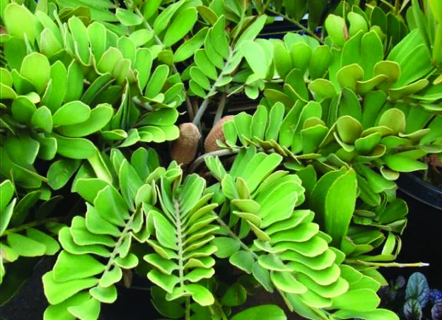 Jenis-Jenis Tanaman Hias Tipe Semak