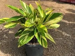 Jenis-Jenis Tanaman Hias Tipe Semak