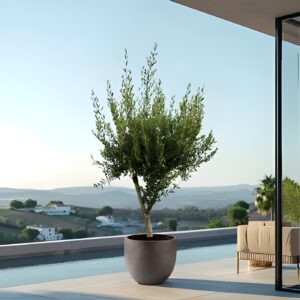 Tanaman Cycad Premium