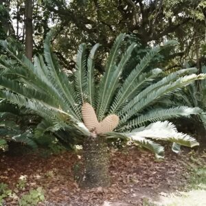 Tanaman Cycad Premium