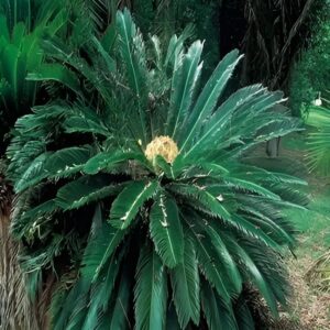Tanaman Cycad Premium