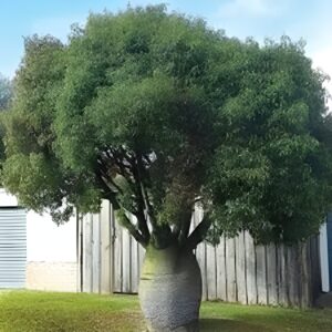 Tanaman Cycad Premium