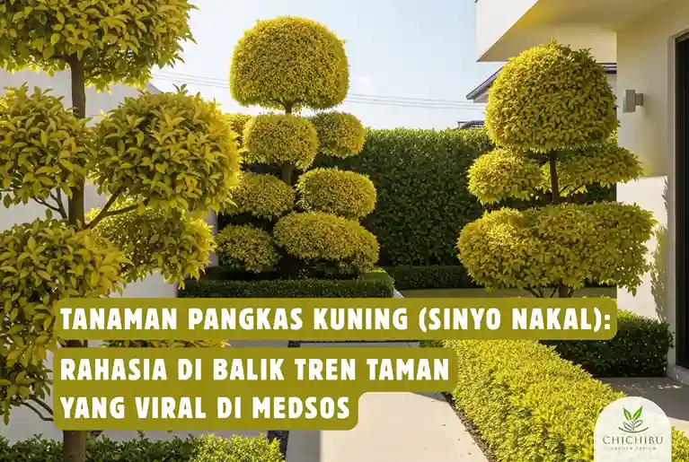 Tanaman Pangkas Kuning
