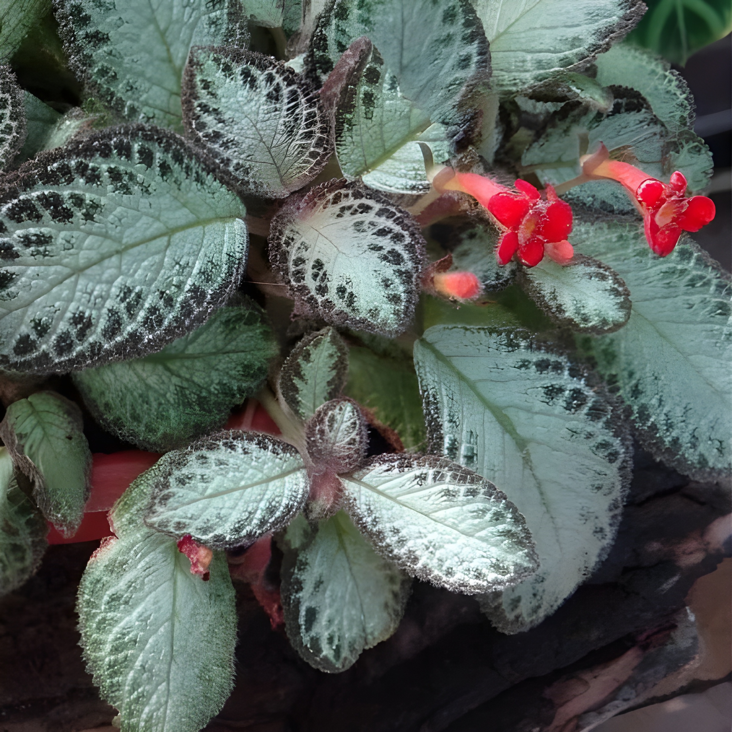 Jenis-Jenis Tanaman Hias Penutup Tanah