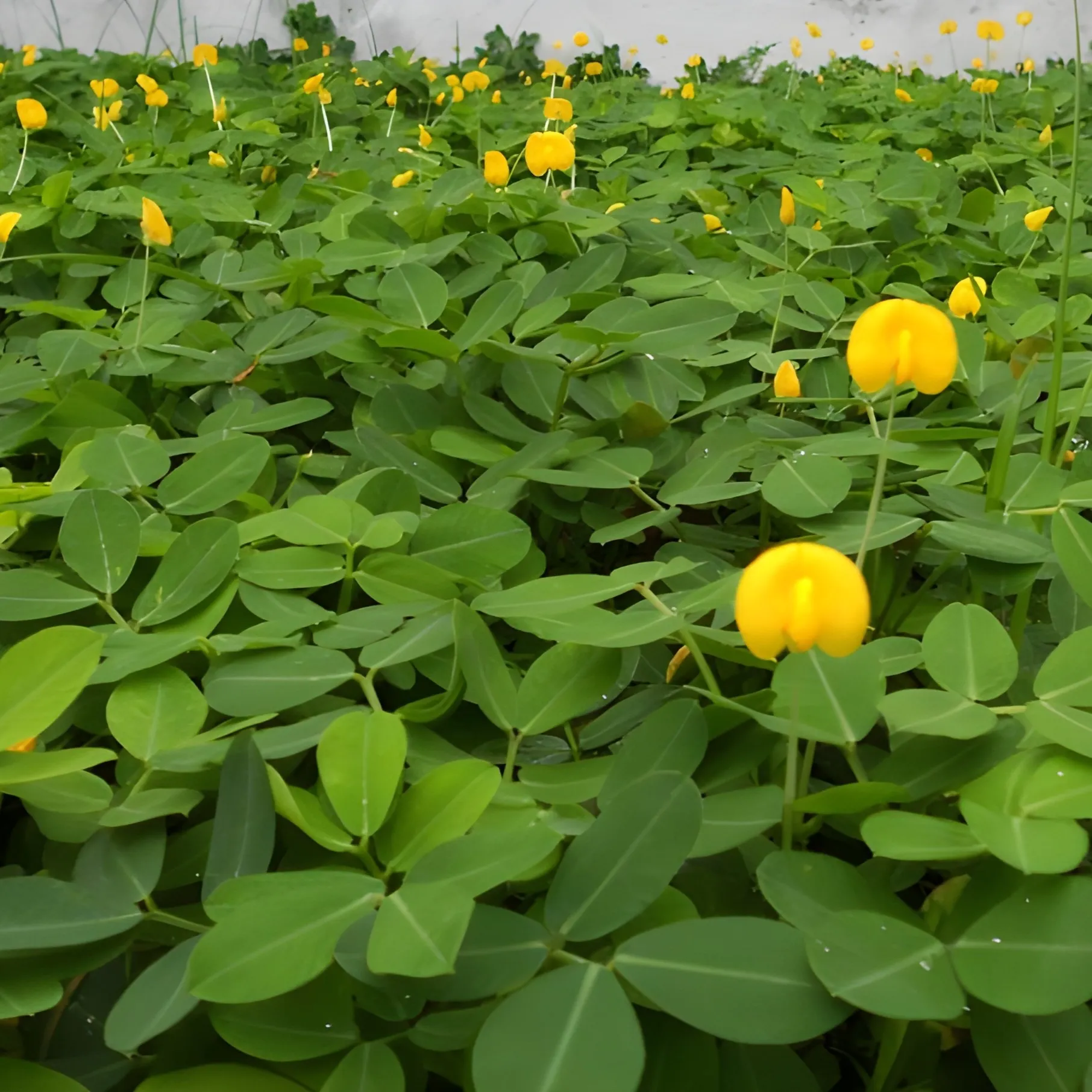 Jenis-Jenis Tanaman Hias Penutup Tanah