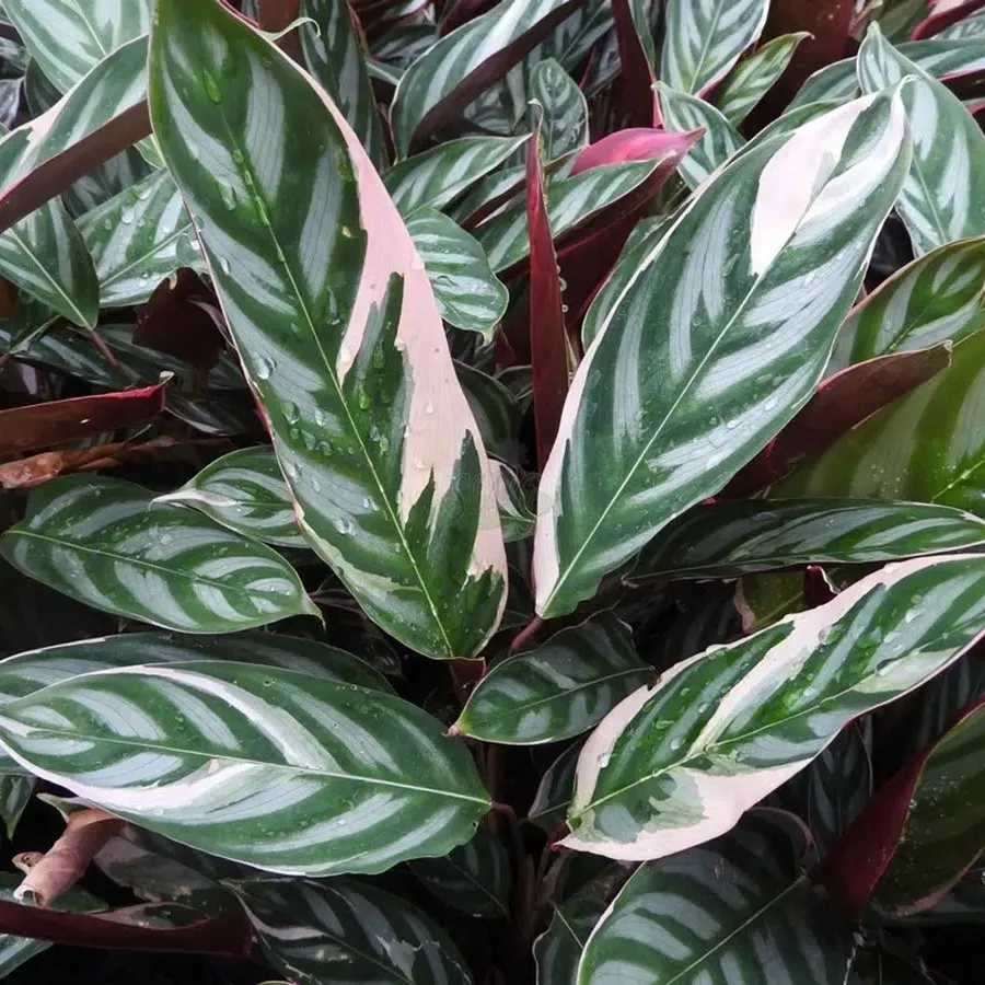 Jenis-Jenis Tanaman Hias Penutup Tanah