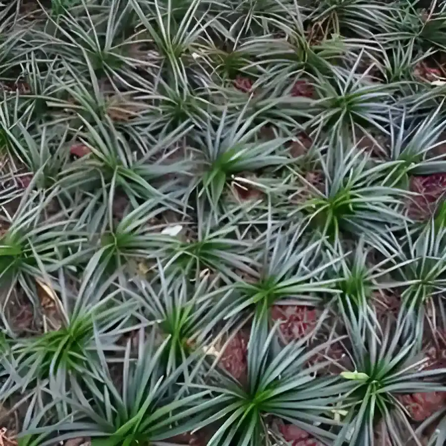 Jenis Rumput Taman