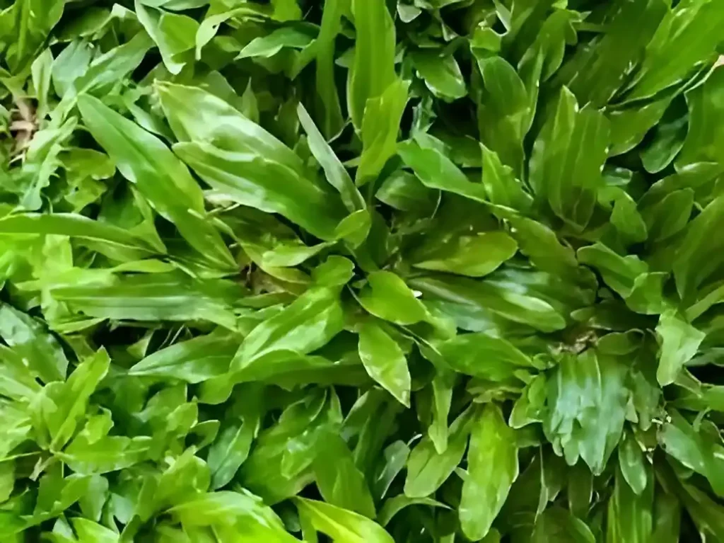 Jenis Rumput Taman