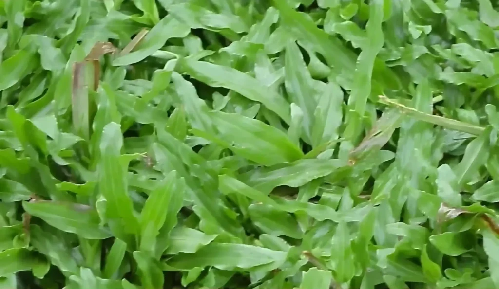 Jenis Rumput Taman