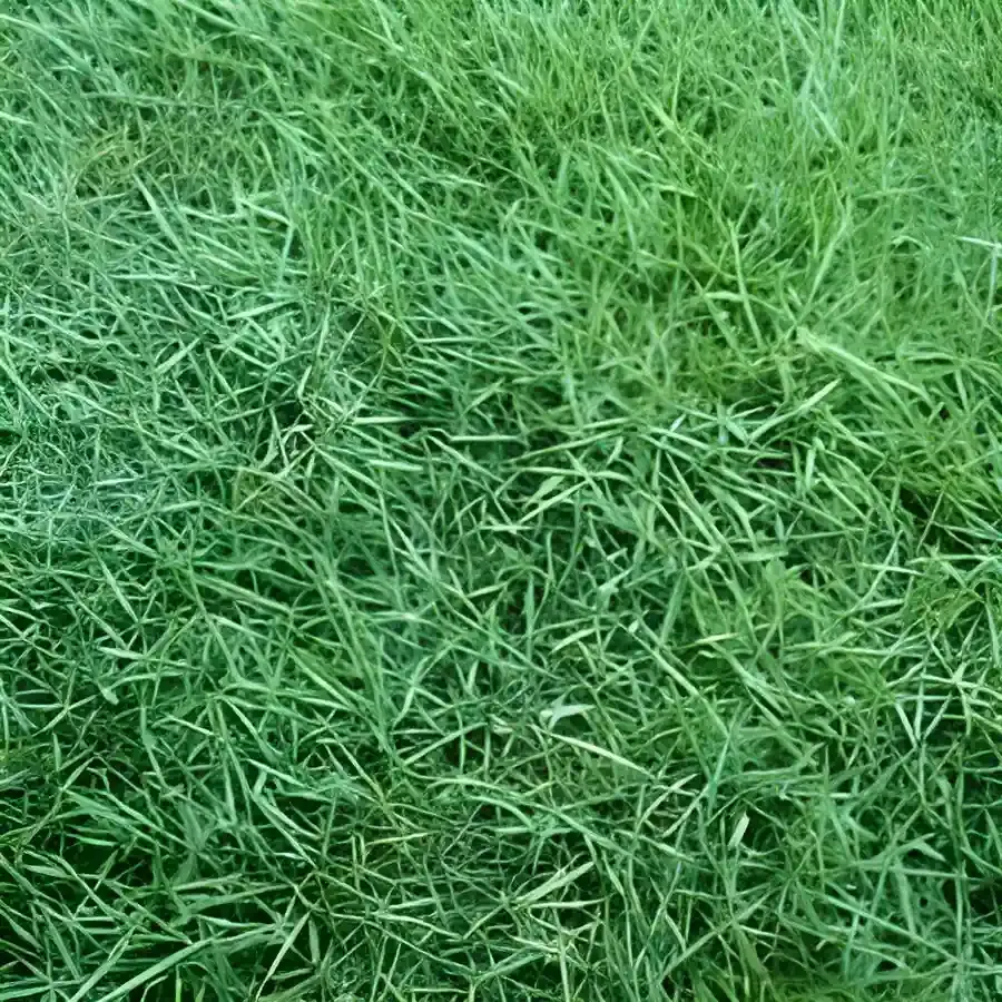 Jenis Rumput Taman