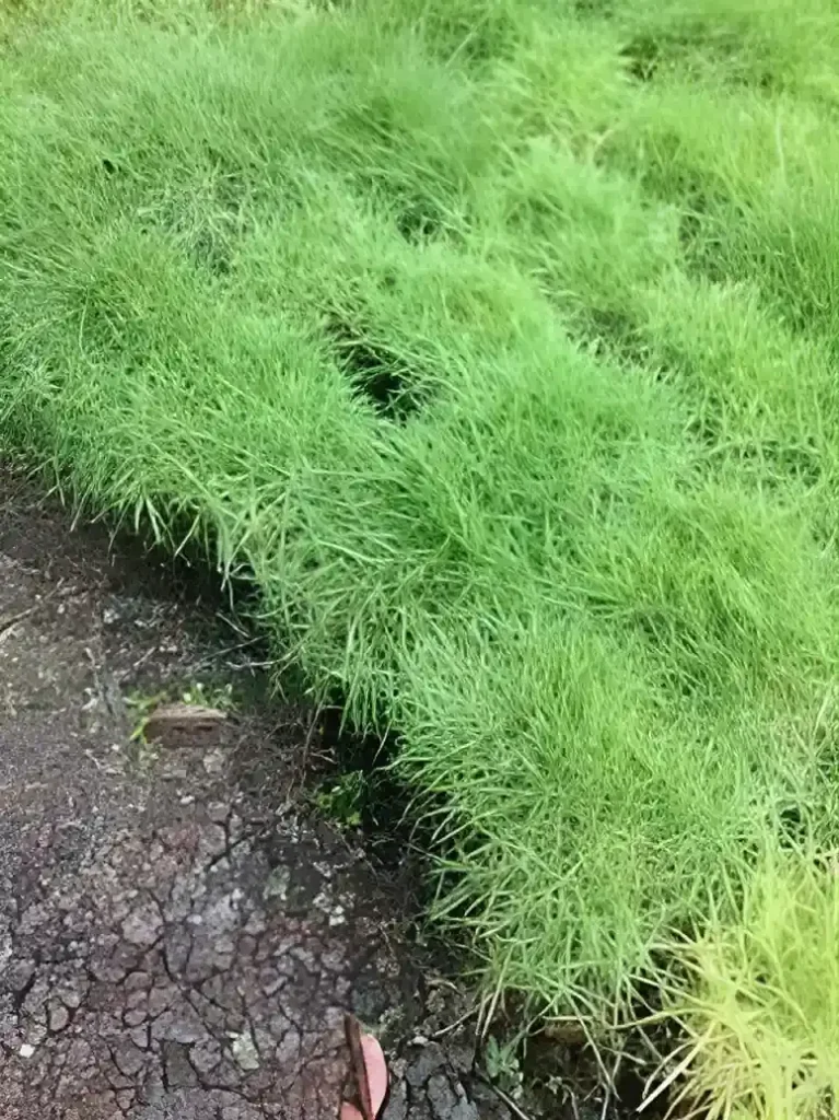 Jenis Rumput Taman