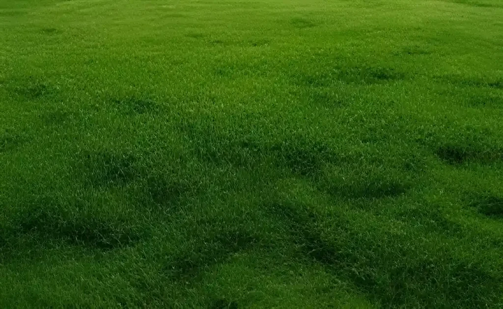 Jenis Rumput Taman