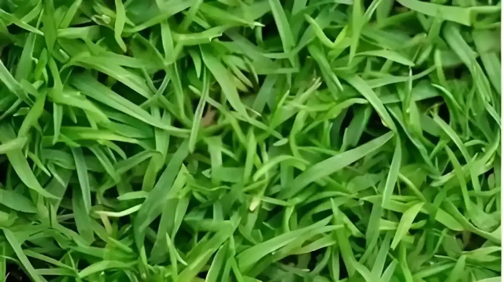 Jenis Rumput Taman