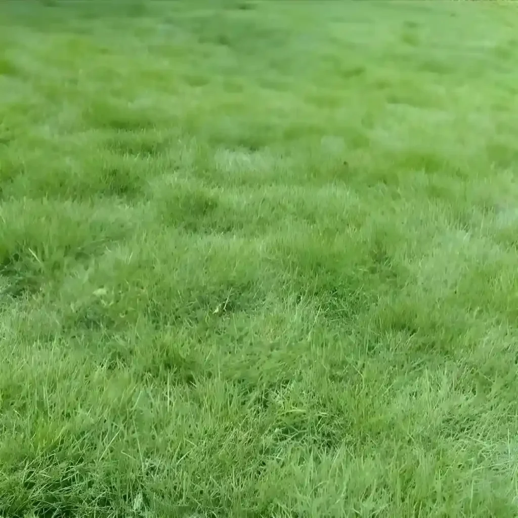 Jenis Rumput Taman