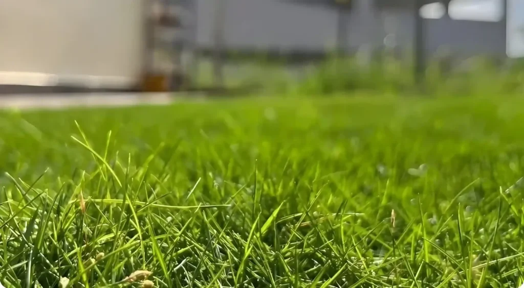 Jenis Rumput Taman