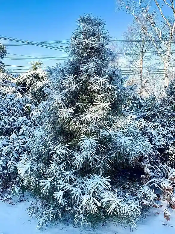 Keindahan Taman Jepang