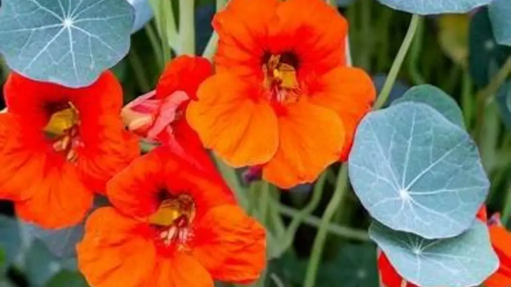 Edible Flower