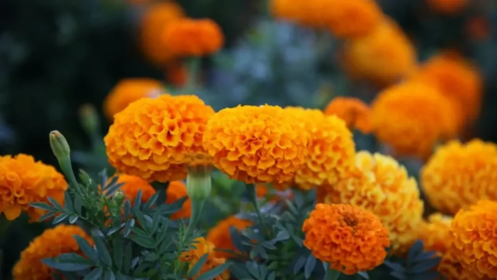 Edible Flower