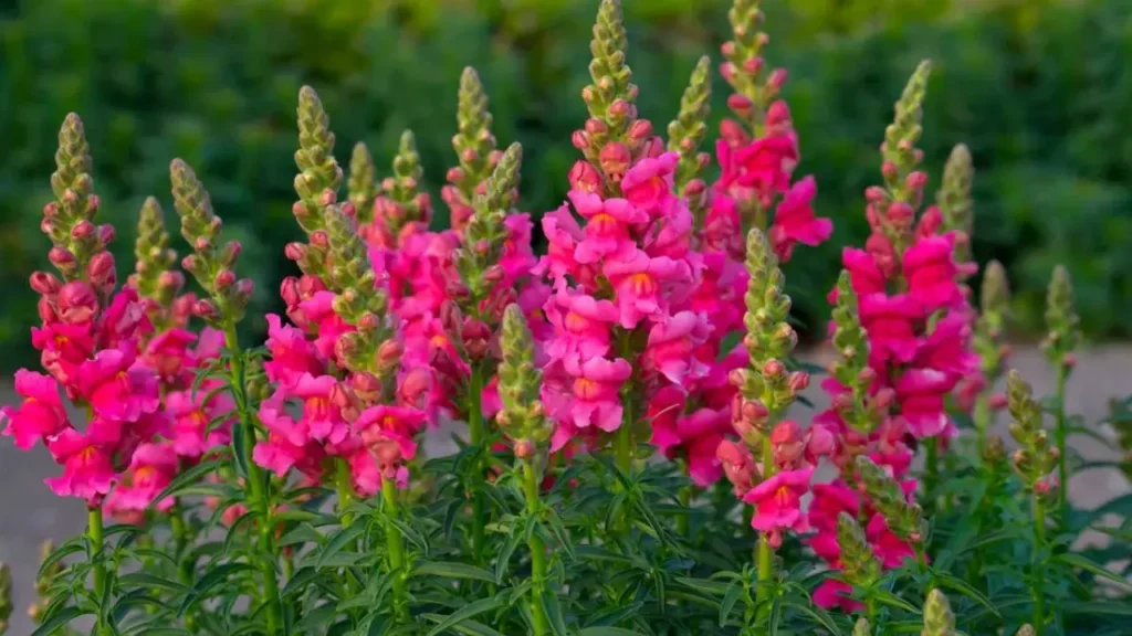 Edible Flower